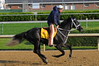 Eight Belles - Kentucky Derby Horse
Morning workouts - Backside of Churchill Downs