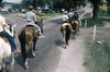 SmugMug > all-time keyword > baraboo > Horse riders near Baraboo, 1954